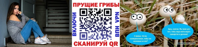 shop Telegram  Петушки  omg зеркало  Псилоцибиновые грибы мицелий  цены наркотик 